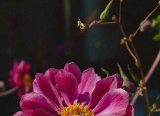 Aufstellungen Teilnehmer Fortuna Düsseldorf Gegen VfL Bochum – Wer Gewinnt?